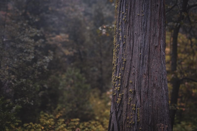 Natural textures in the forest
