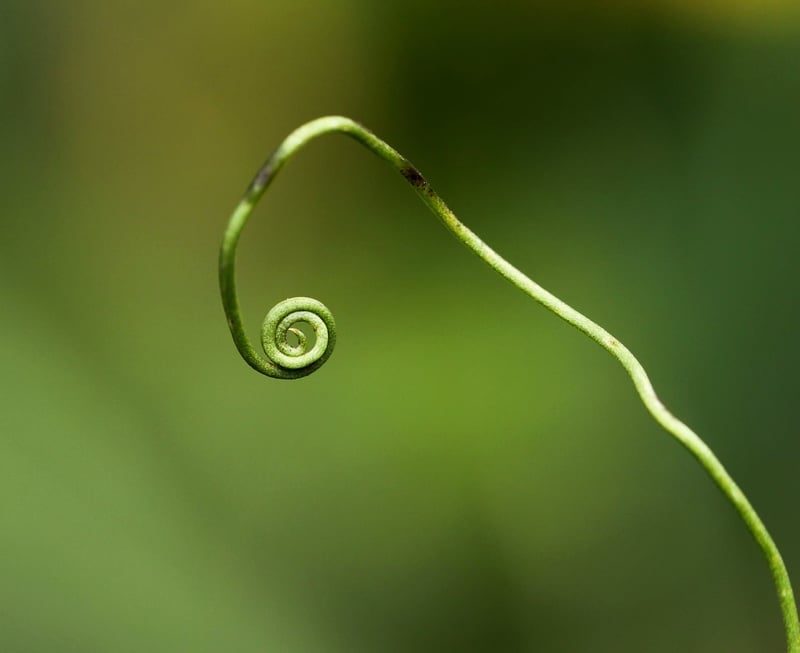 Greenery in the forest