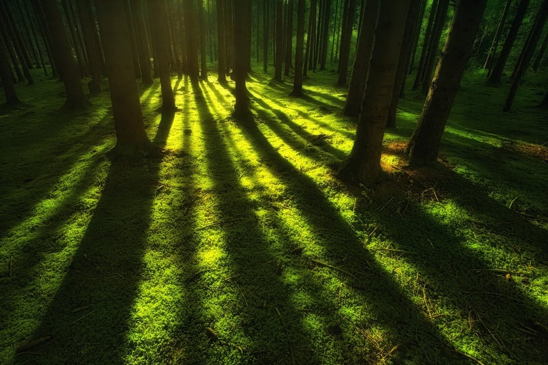 Soft lighting in the forest