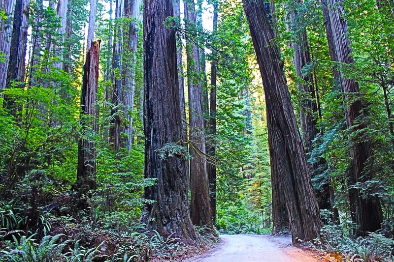 Redwood National Park, USA