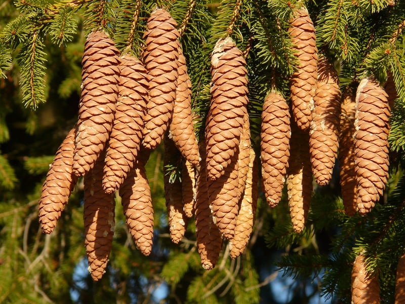 Wood accents in the forest